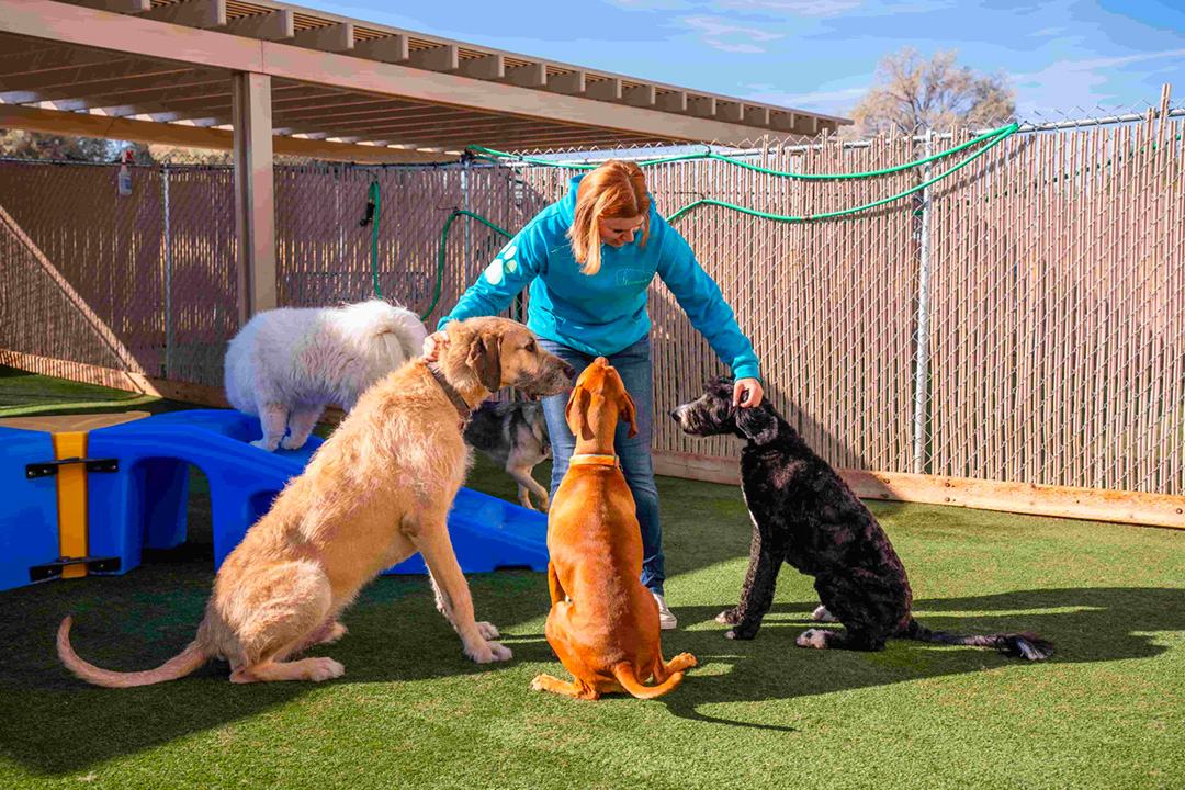 feeding group of dogs